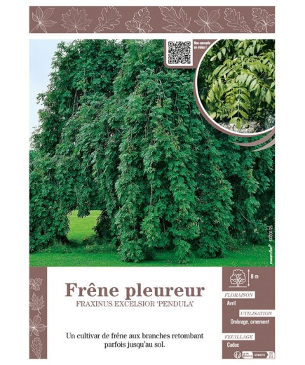 FRAXINUS EXCELSIOR PENDULA voir FRÊNE PLEUREUR