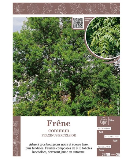 FRAXINUS EXCELSIOR voir FRÊNE COMMUN