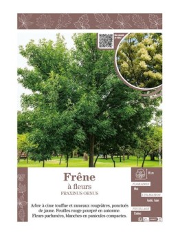 FRAXINUS ORNUS voir FRÊNE À FLEURS