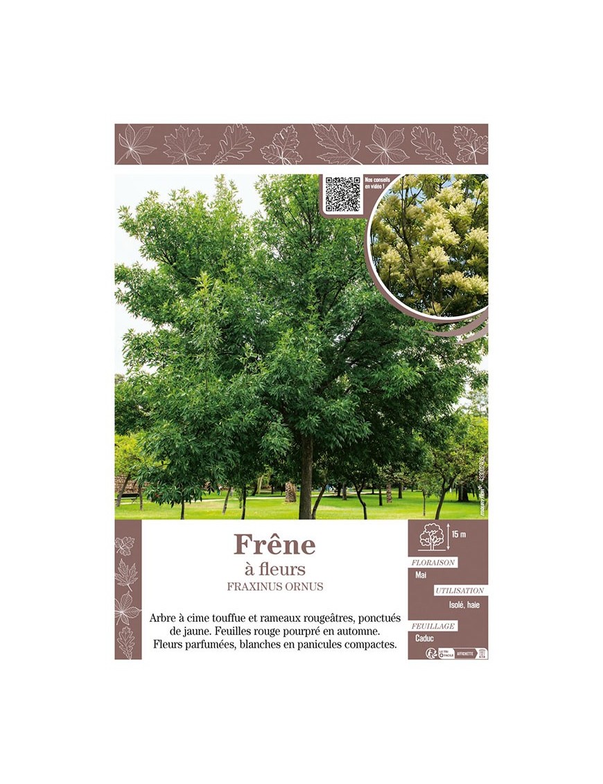 FRAXINUS ORNUS voir FRÊNE À FLEURS