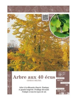GINKGO BILOBA voir ARBRE AUX 40 ÉCUS