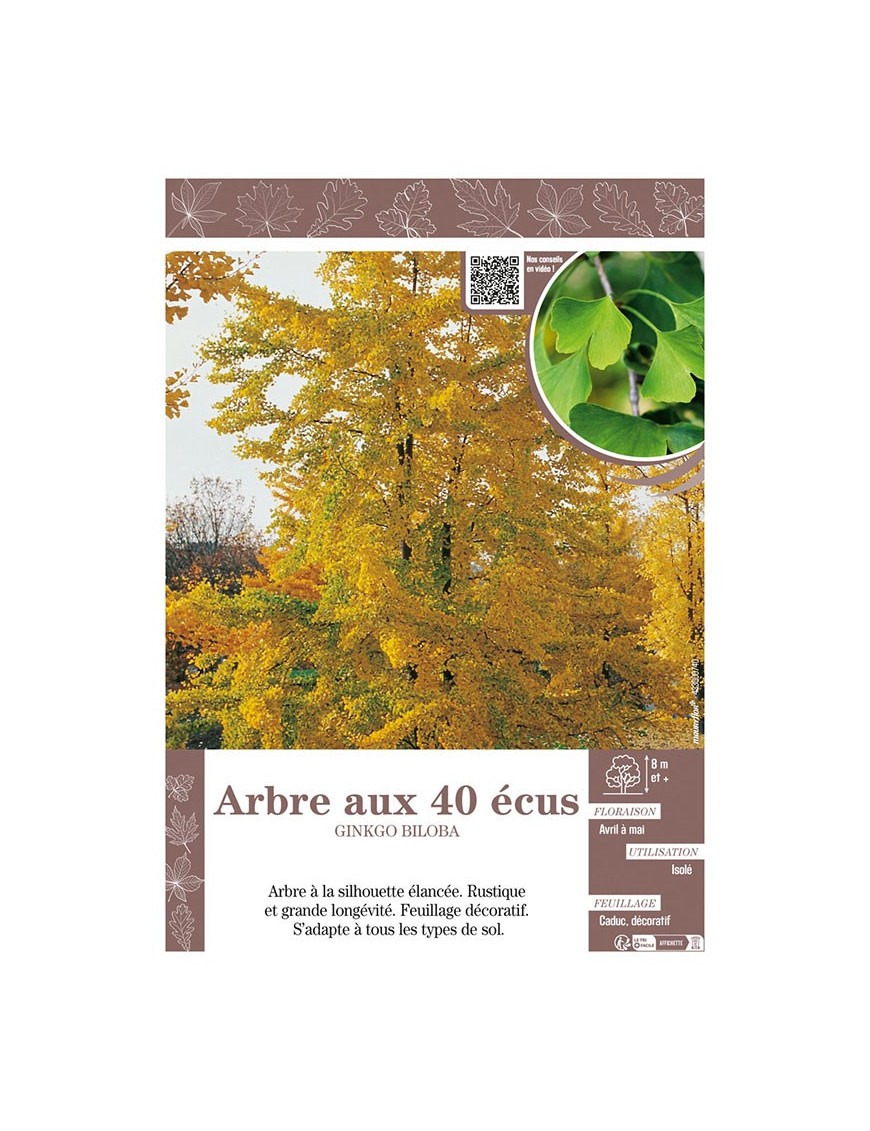 GINKGO BILOBA voir ARBRE AUX 40 ÉCUS