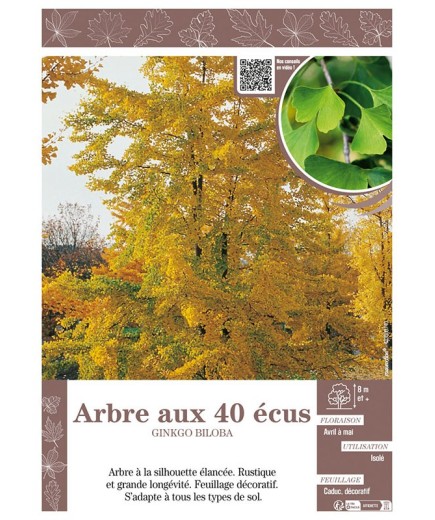 GINKGO BILOBA voir ARBRE AUX 40 ÉCUS