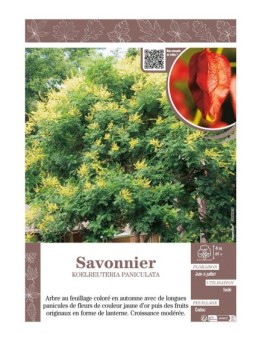 KOELREUTERIA PANICULATA voir SAVONNIER