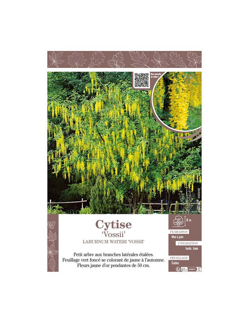 LABURNUM WATERERI VOSSII voir CYTISE
