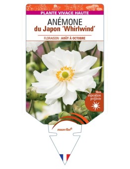 ANEMONE x hybrida Whirlwind voir Anémone du Japon