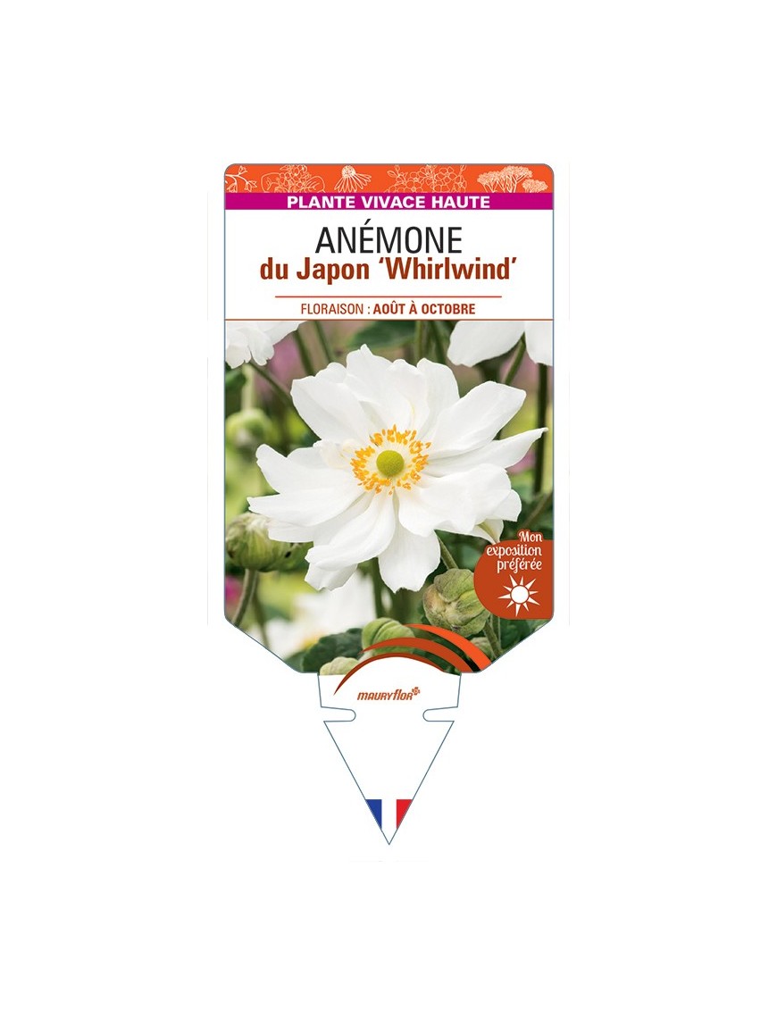 ANEMONE x hybrida Whirlwind voir Anémone du Japon
