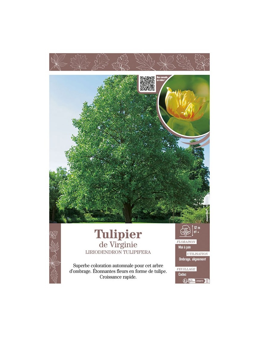 LIRIODENDRON TULIPIFERA voir TULIPIER DE VIRGINIE