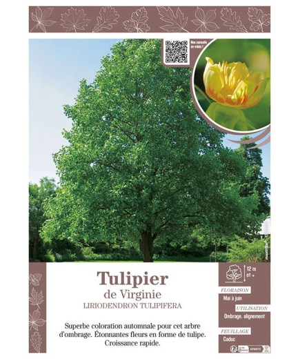 LIRIODENDRON TULIPIFERA voir TULIPIER DE VIRGINIE