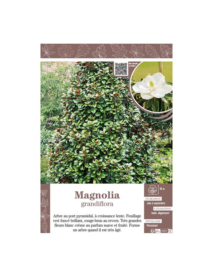MAGNOLIA GRANDIFLORA