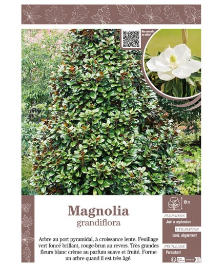 MAGNOLIA GRANDIFLORA