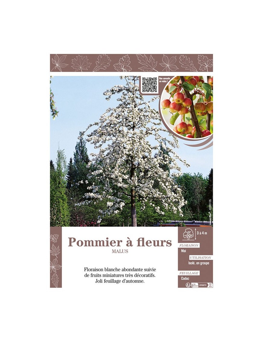 MALUS voir POMMIER À FLEURS (blanc)