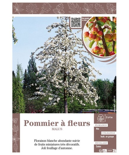 MALUS voir POMMIER À FLEURS (blanc)