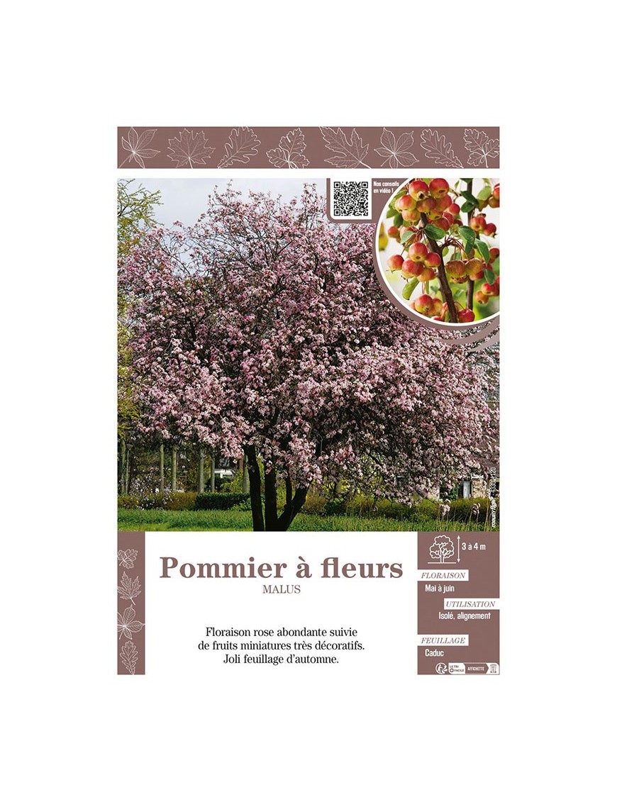 MALUS voir POMMIER À FLEURS (rose)