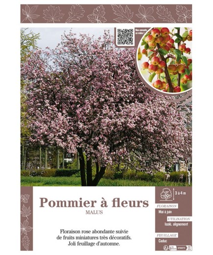 MALUS voir POMMIER À FLEURS (rose)