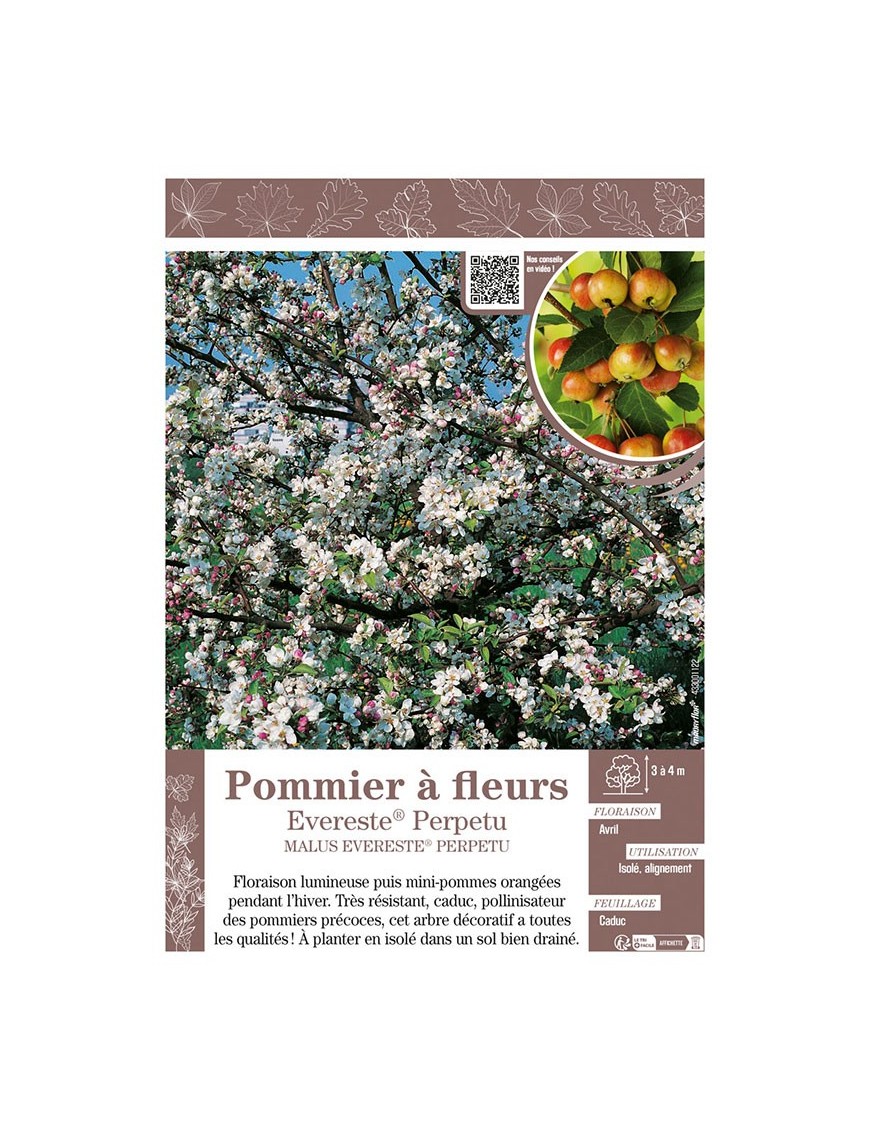 MALUS EVERESTE® PERPETU voir POMMIER À FLEURS