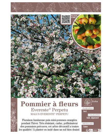 MALUS EVERESTE® PERPETU voir POMMIER À FLEURS