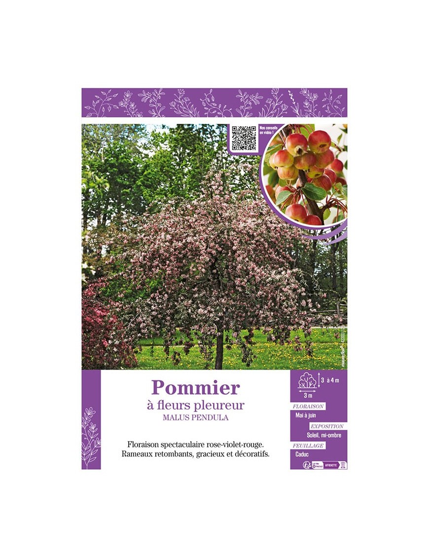 MALUS PENDULA voir Pommier à fleurs pleureur