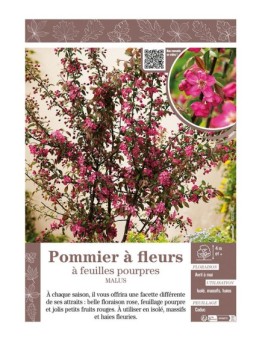 MALUS voir Pommier à fleurs à feuilles pourpres