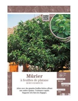 MORUS BOMBYCIS voir Mûrier à feuilles de platane
