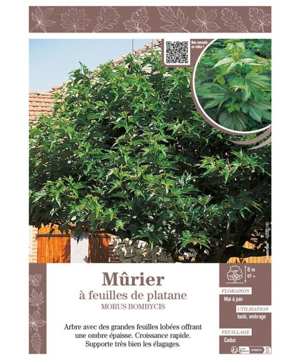 MORUS BOMBYCIS voir Mûrier à feuilles de platane
