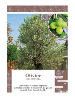 OLEA EUROPEA voir OLIVIER