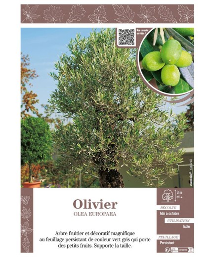 OLEA EUROPEA voir OLIVIER