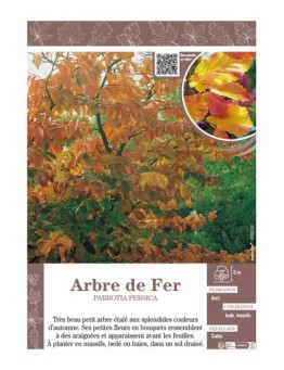 PARROTIA PERSICA voir ARBRE DE FER