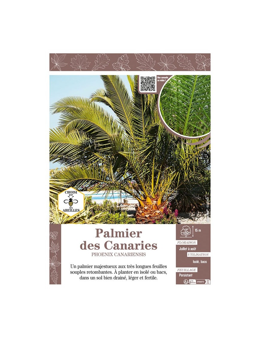 PHOENIX CANARIENSIS voir PALMIER DES CANARIES