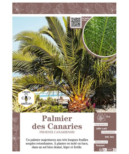 PHOENIX CANARIENSIS voir PALMIER DES CANARIES