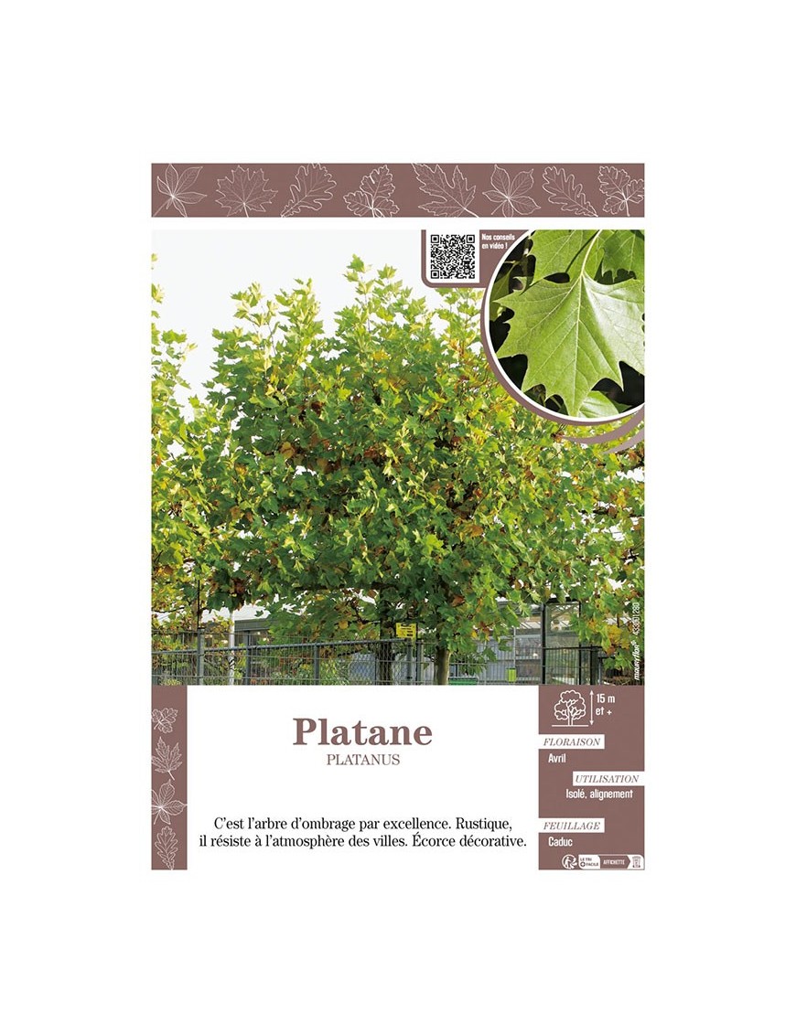 PLATANE PLATANUS