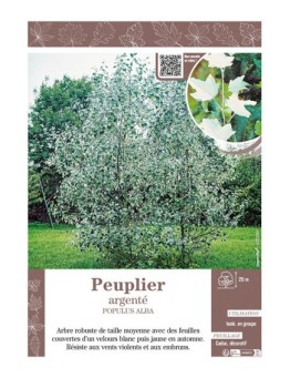 POPULUS ALBA voir Peuplier argenté