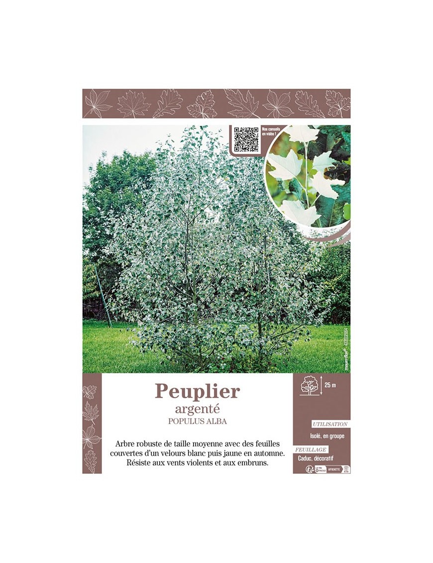 POPULUS ALBA voir Peuplier argenté