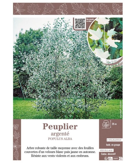 POPULUS ALBA voir Peuplier argenté