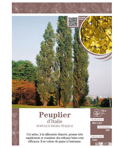 POPULUS NIGRA ITALICA voir PEUPLIER D'ITALIE