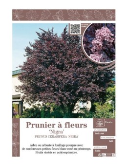 PRUNUS CERASIFERA NIGRA voir PRUNIER À FLEURS