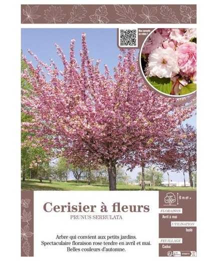 PRUNUS SERRULATA voir CERISIER À FLEURS