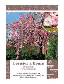 PRUNUS SERRULATA voir CERISIER À FLEURS PLEUREUR