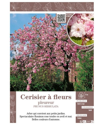 PRUNUS SERRULATA voir CERISIER À FLEURS PLEUREUR