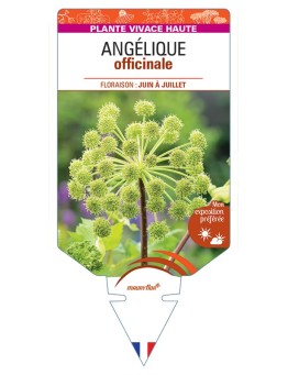 ANGELICA archangelica voir Angélique officinale