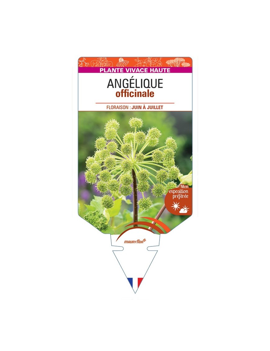 ANGELICA archangelica voir Angélique officinale
