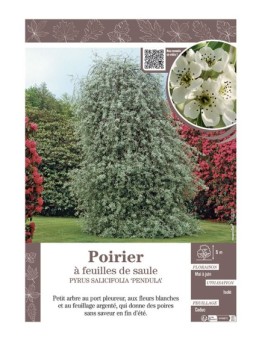 PYRUS SALICIFOLIA 'PENDULA' voir POIRIER À FEUILLES DE SAULE