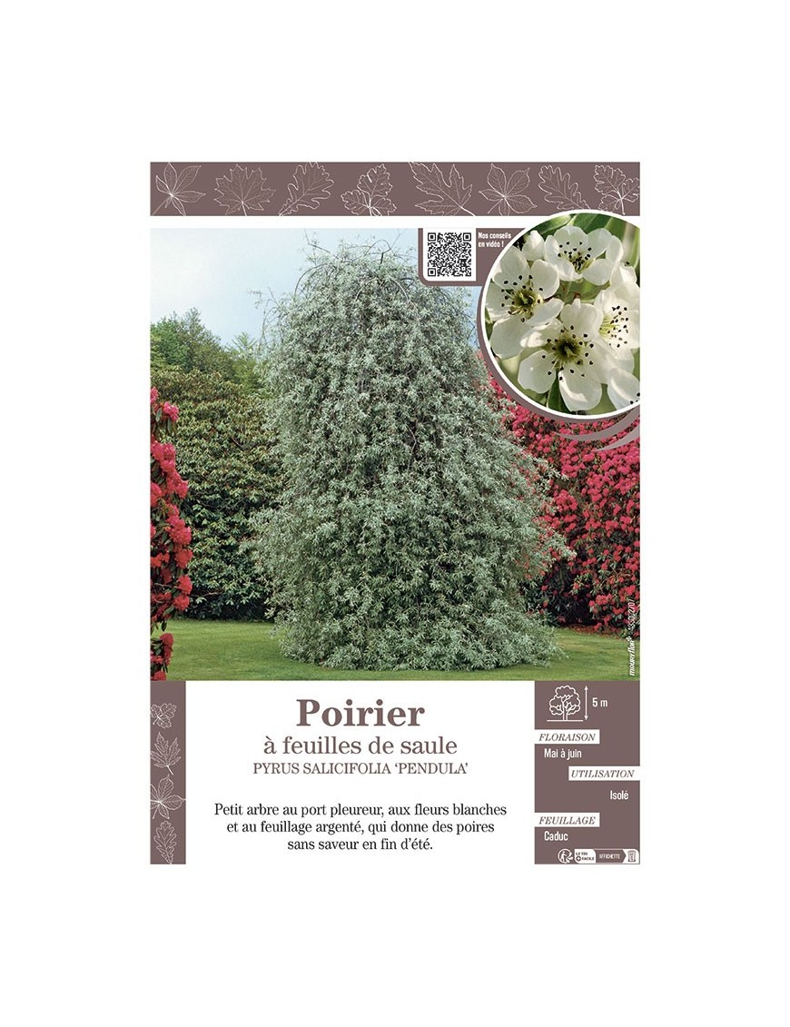 PYRUS SALICIFOLIA 'PENDULA' voir POIRIER À FEUILLES DE SAULE
