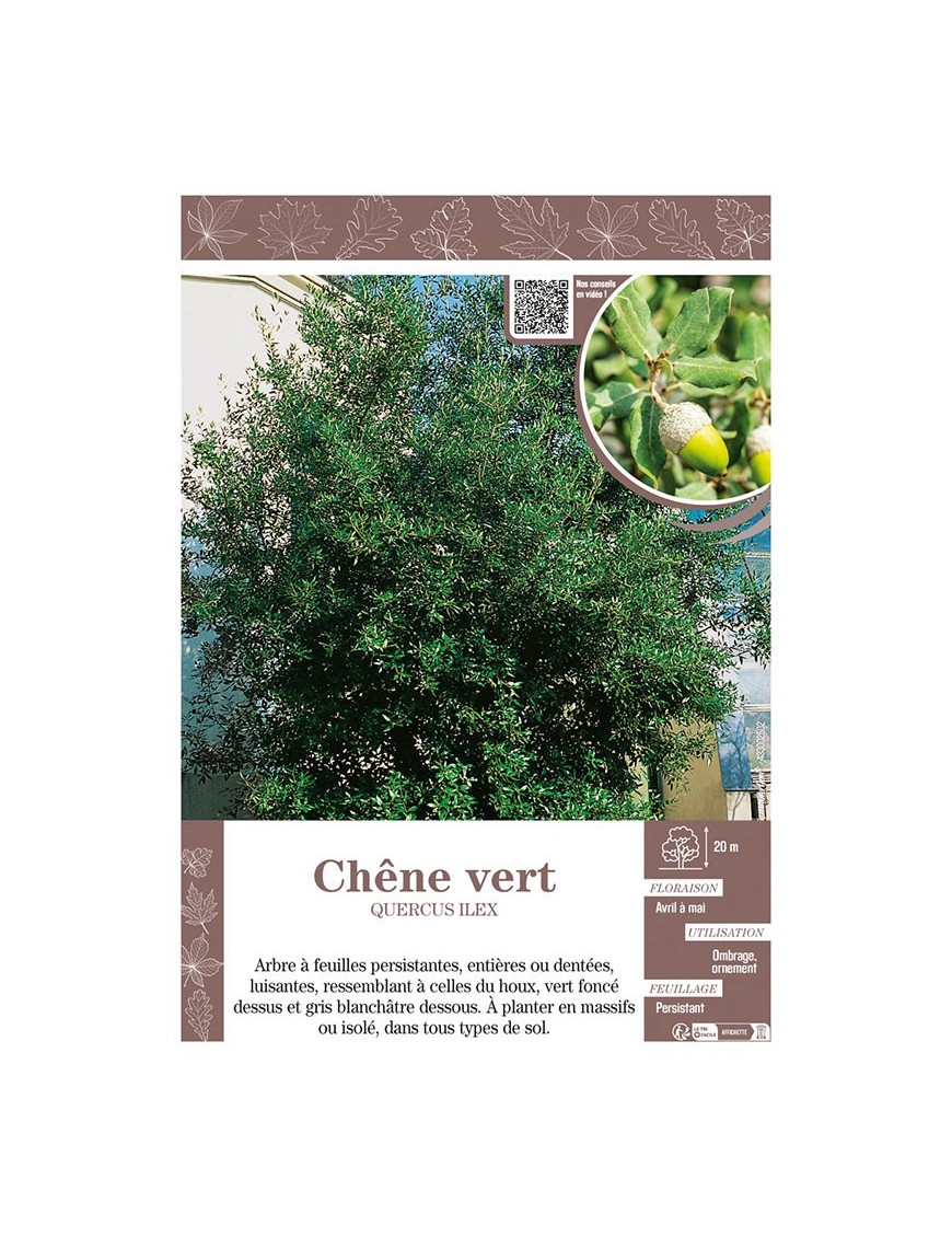 QUERCUS ILEX voir CHÊNE VERT
