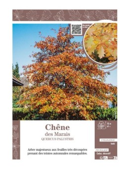 QUERCUS PALUSTRIS voir CHÊNE DES MARAIS