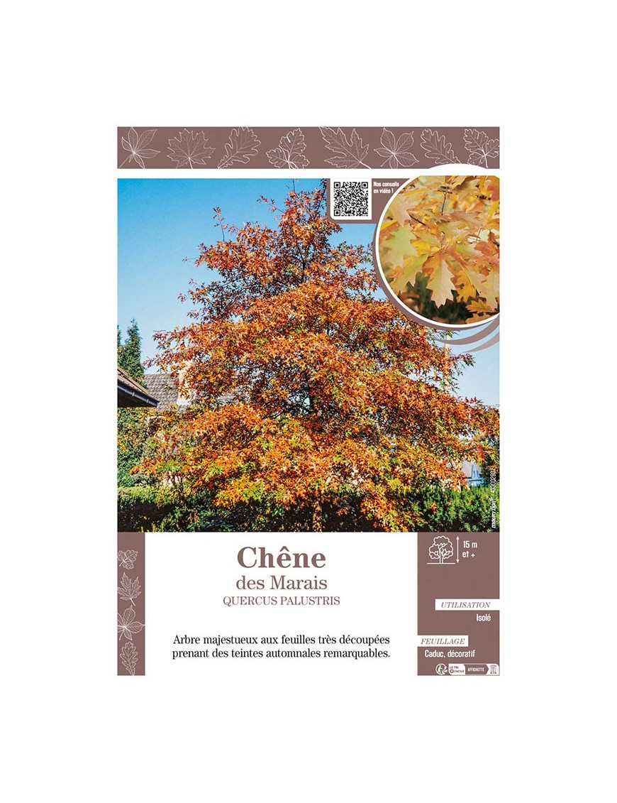 QUERCUS PALUSTRIS voir CHÊNE DES MARAIS