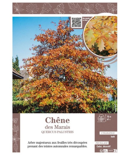 QUERCUS PALUSTRIS voir CHÊNE DES MARAIS
