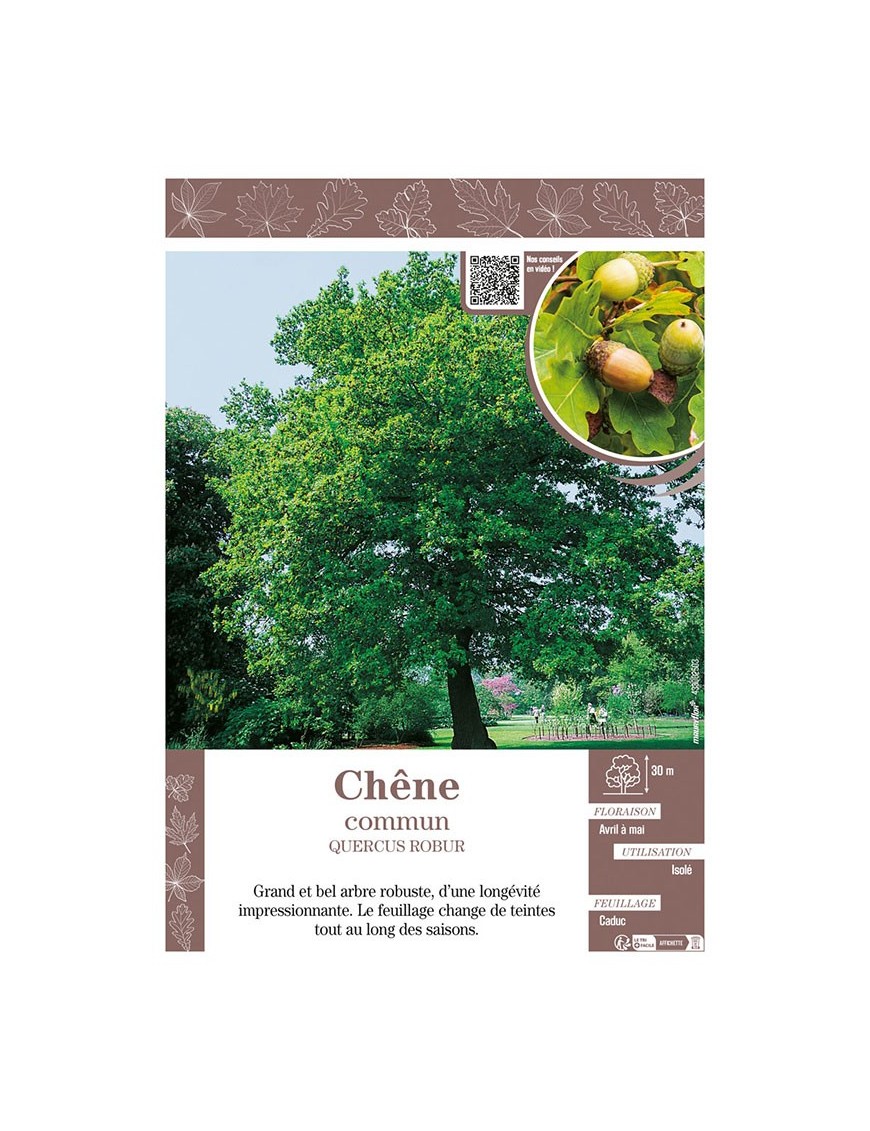 QUERCUS ROBUR voir CHÊNE COMMUN