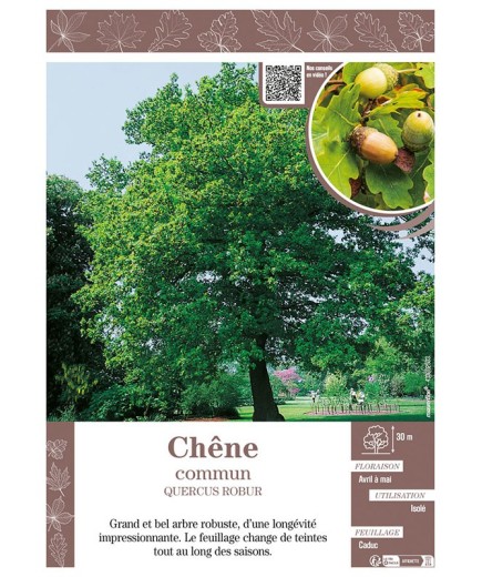 QUERCUS ROBUR voir CHÊNE COMMUN