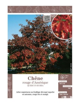QUERCUS RUBRA voir CHÊNE ROUGE D'AMÉRIQUE